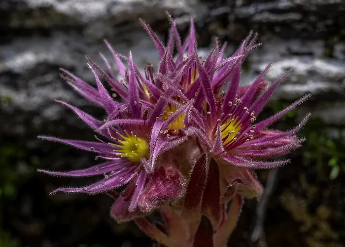 Dependance Dachsteinperle *